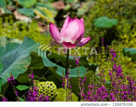 Lotus pond scenery 130876106