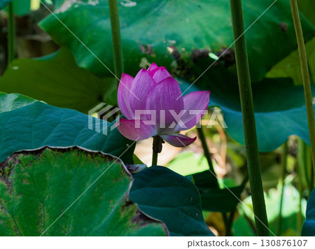 Lotus pond scenery 130876107