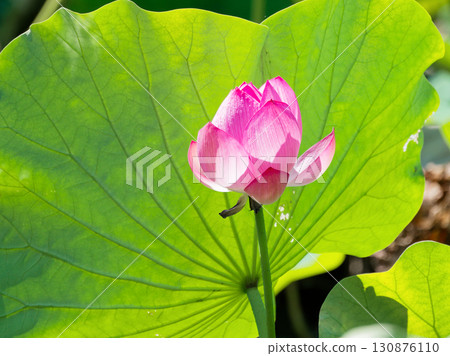荷花池風景 荷花池風景 130876110