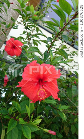 Hibiscus 130876529