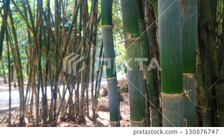 Green bamboo, bamboo clusters, traditional Asian construction materials Green bamboo, bamboo clusters, traditional Asian construction materials 130876747