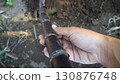 Hand holding a purple sugarcane stalk in an Asian farm field 130876748