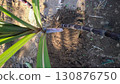Unique variety purple sugar cane in agriculture rural farming  130876750