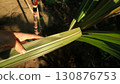 Asian Hand holding a purple sugarcane leaf in organic agriculture field 130876753