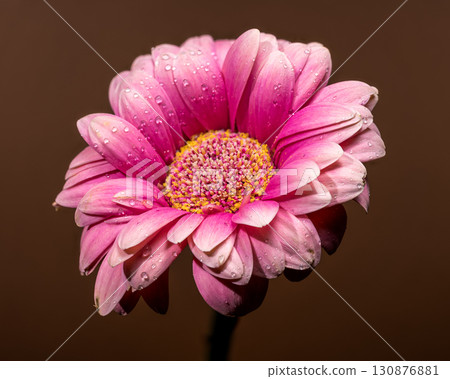 Vibrant Pink Gerbera Daisy with Water Drops 130876881