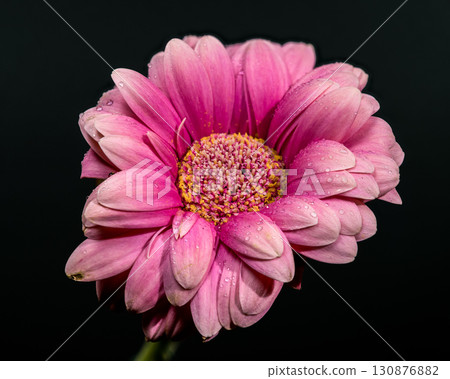 Stunning Pink Gerbera Daisy with Dew Against Black 130876882