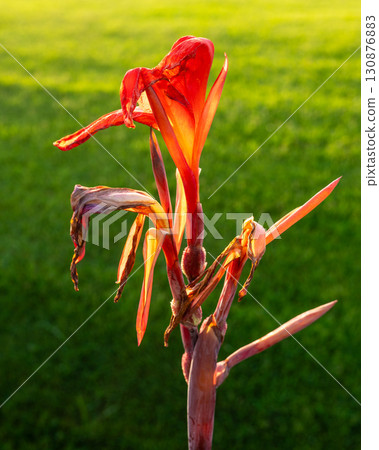 Red Canna Lily Bud against Green Grass 130876883