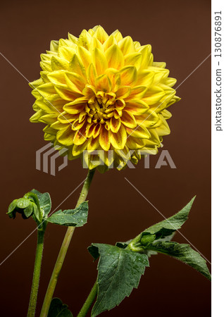 Golden Yellow Dahlia Blooming Against a Dark Background Golden Yellow Dahlia Blooming Against a Dark Background 130876891