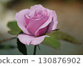 沾滿晨露的淡紫色玫瑰 130876902