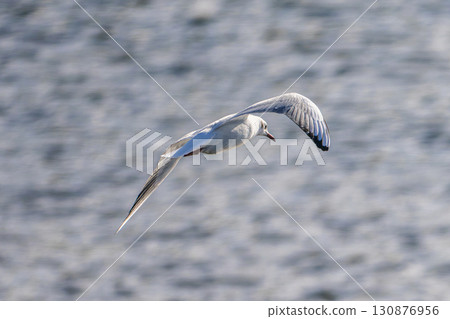 Black-headed gull flying by the water Black-headed gull flying by the water 130876956