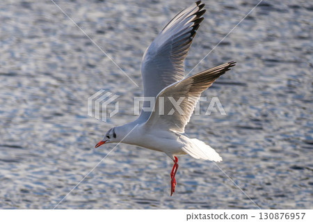 Black-headed gull flying by the water Black-headed gull flying by the water 130876957