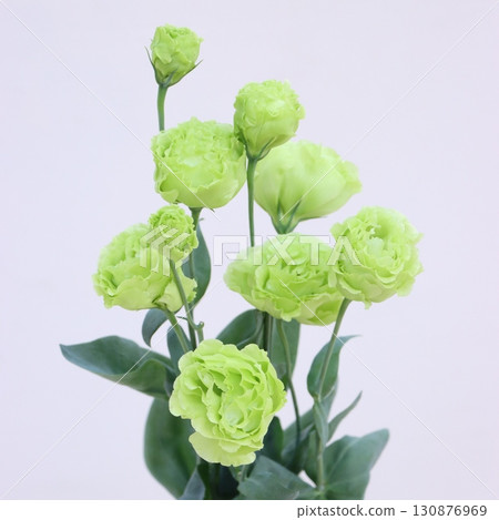 琥珀雙薄荷 130876969