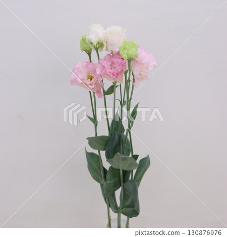 航海淡粉紅色 航海淡粉紅色 130876976