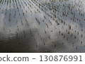 Young rice dies due to flooding. Extreme weather, climate change. 130876991