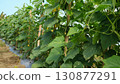 Cucumber plants growing in Asian agricultural fields, rural farming Indonesia  130877291