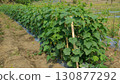 A southeast Asian cucumber agriculture. Organic rural farming Indonesia  130877292