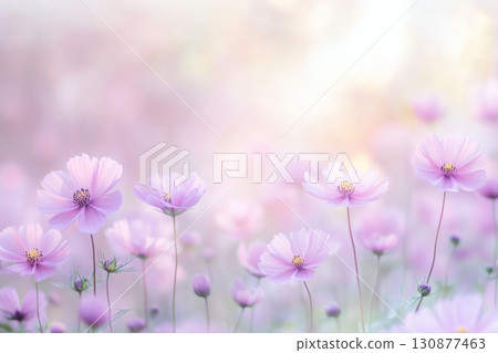 沐浴在柔和光線中的粉紅色波斯菊田野 130877463
