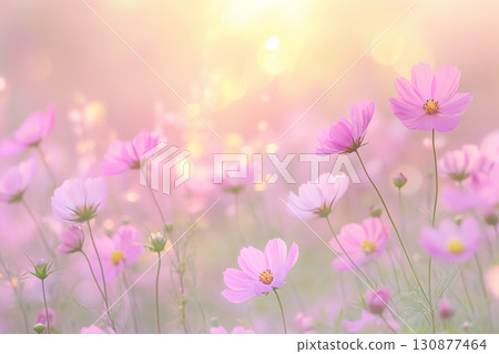 Pink cosmos field bathed in soft light 130877464