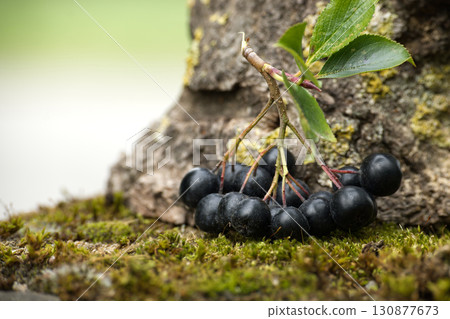 Close-up of aronia berries with leaves on moss Close-up of aronia berries with leaves on moss 130877673