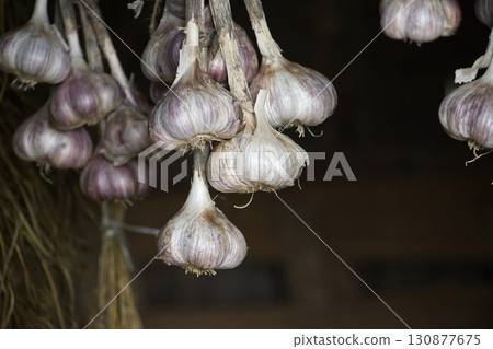 Close-Up of Garlic Bulbs Hanging for Drying in a Rustic Barn Close-Up of Garlic Bulbs Hanging for Drying in a Rustic Barn 130877675