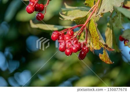 Bright Red Guelder Rose Berries with Green Leaves in Nature Background Bright Red Guelder Rose Berries with Green Leaves in Nature Background 130877678