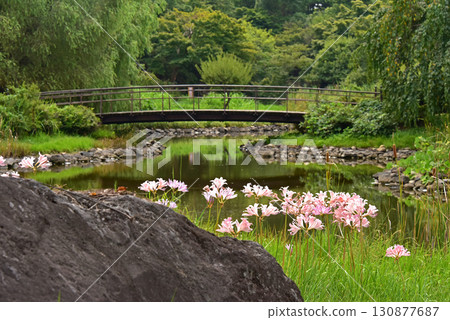 Natsuisen Sen Natsuisen Sen 130877687