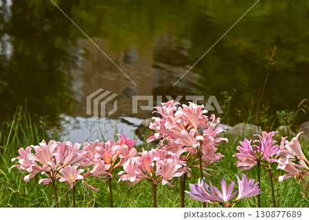 Natsuisen Sen Natsuisen Sen 130877689