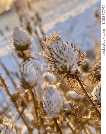 雪白花冠的野花 130877745