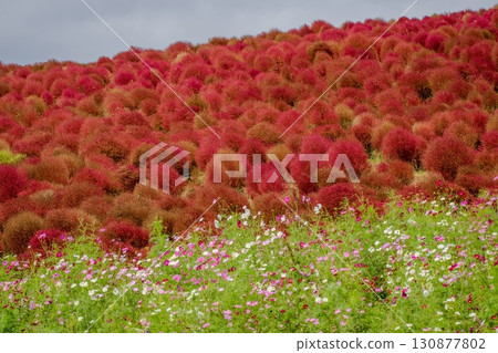 秋季的藜葉和波斯菊 130877802