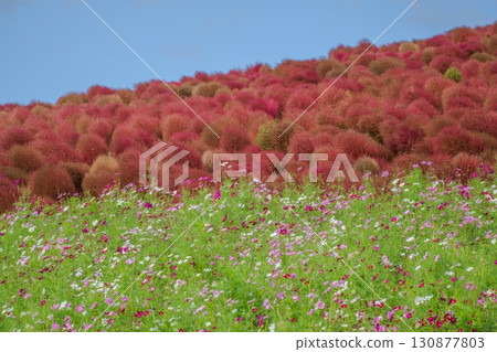 秋天波斯菊和藜 130877803