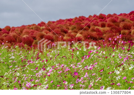 Autumn cosmos and kochia Autumn cosmos and kochia 130877804