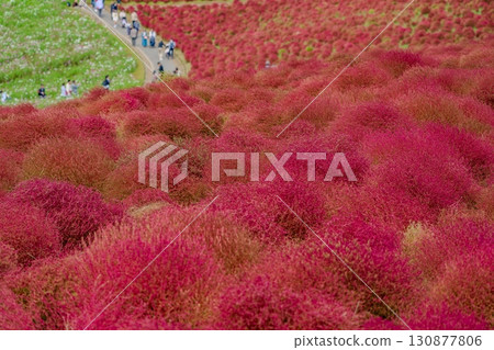 The autumn leaves of kochia The autumn leaves of kochia 130877806