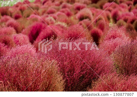 The autumn leaves of kochia The autumn leaves of kochia 130877807