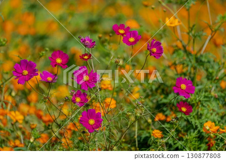 為秋天增添色彩的波斯菊 130877808