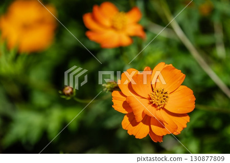 Fallen cosmos cosmos Fallen cosmos cosmos 130877809