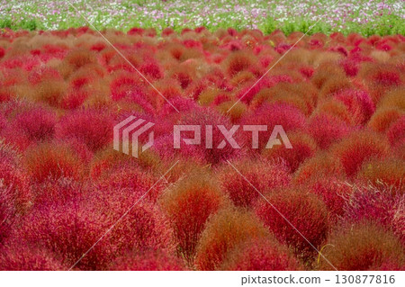 The autumn leaves of kochia The autumn leaves of kochia 130877816