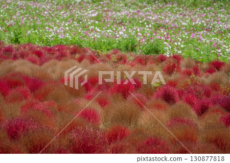藜蘆和大波斯菊的秋色 130877818