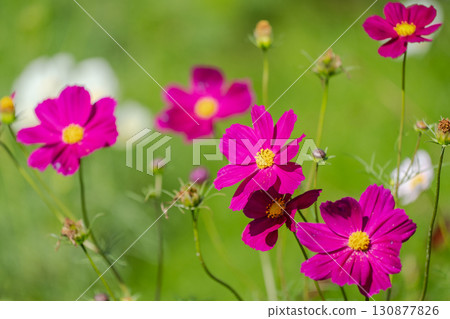 為秋天增添色彩的波斯菊 為秋天增添色彩的波斯菊 130877826