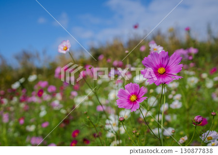 Multicolored cosmos field Multicolored cosmos field 130877838