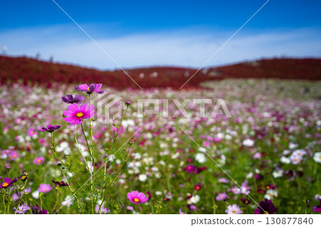 Colorful cosmos fields and autumn kochia leaves 130877840