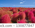 The autumn leaves of kochia 130877847