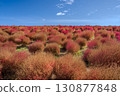 The autumn leaves of kochia 130877848