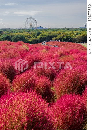 The autumn leaves of kochia 130877850