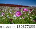 Cosmos and kochia leaves add color to autumn 130877855