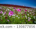Cosmos and kochia leaves add color to autumn 130877856