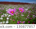 Cosmos and kochia leaves add color to autumn 130877857