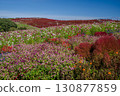 Autumn flower fields and kochia leaves 130877859