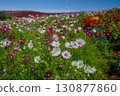 Autumn cosmos field 130877860