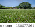 Autumn buckwheat field in full bloom 130877861