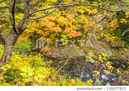 照羽峽被美麗的秋色所籠罩 130877911